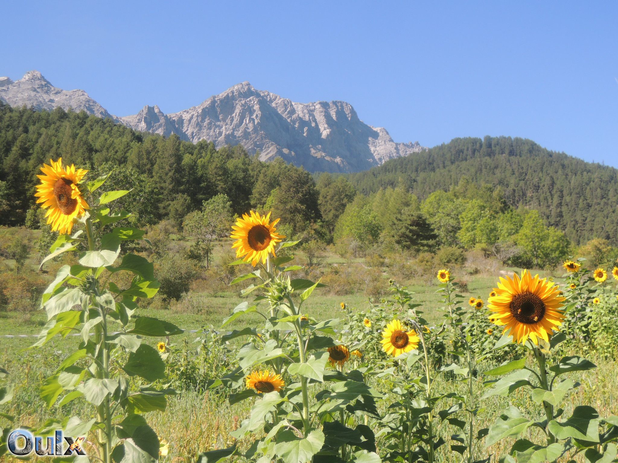 I Girasoli e la Grand Hoche sullo sfondo